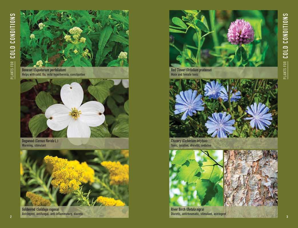 Bushcraft First Aid by Dave Canterbury: Paperback; 256 pages / English