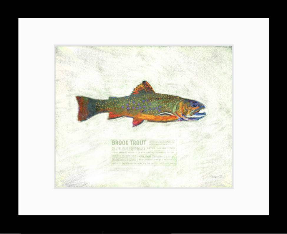 Brook Trout Print - Local Artist Tracy Zakraysek