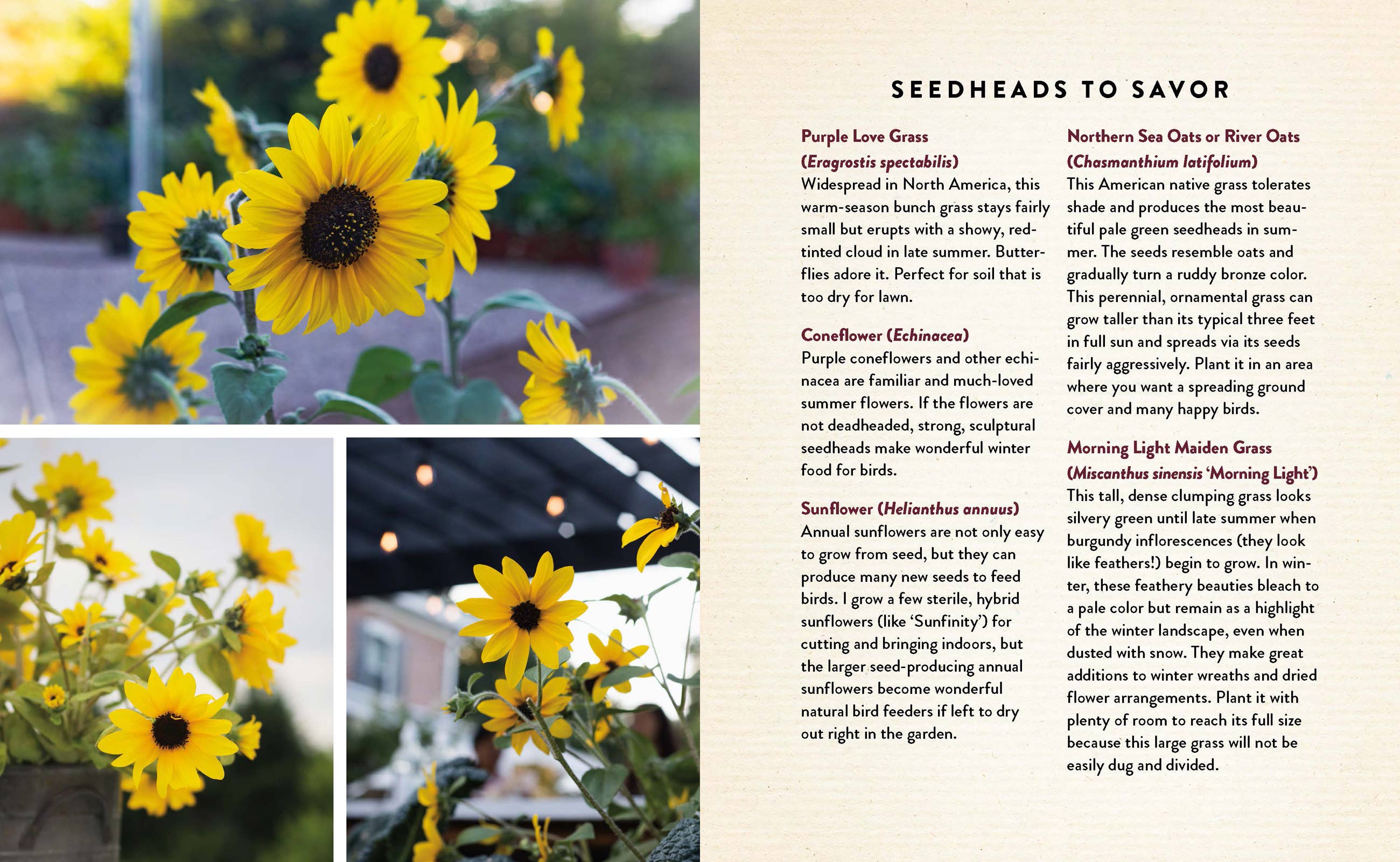 Seedtime and Harvest: Hardcover / English