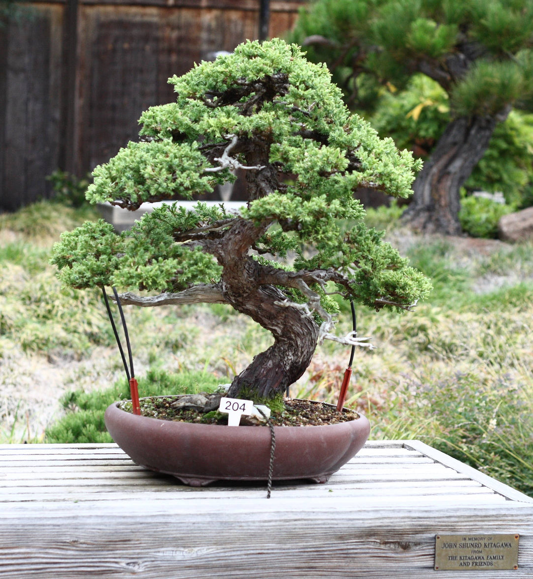 Bonsai Tree | White Design | Seed Grow Kit