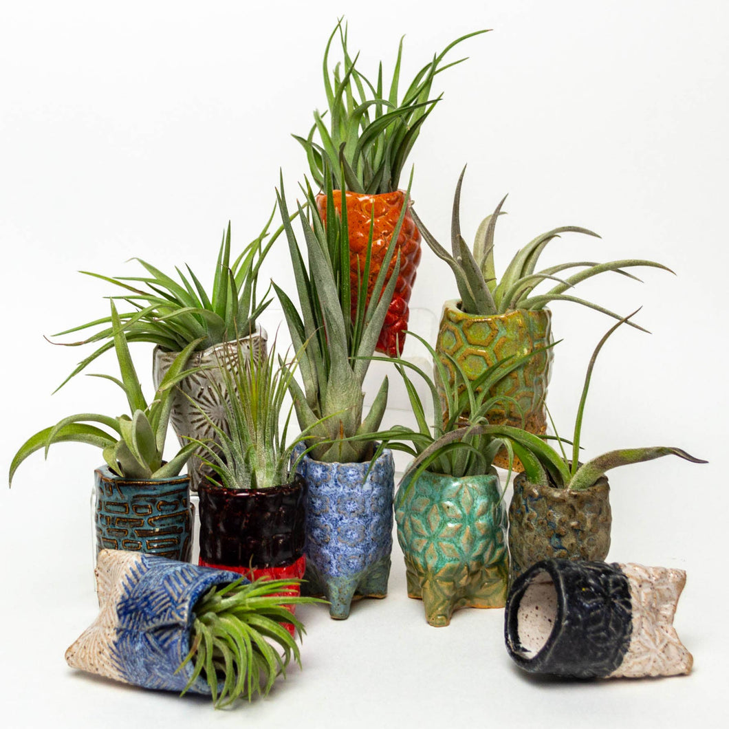 Live Airplants in Handmade in Ohio Ceramic Pot - Asst. Color